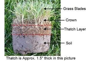 Soil cutaway describing thatch